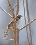 Savannah Sparrow 1833
